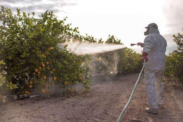 Best Termite Control Services  in Palm Beach Gardens, FL